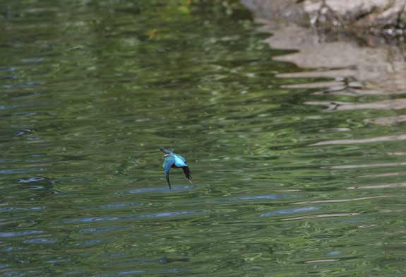 IMG_0041 IMG_0041