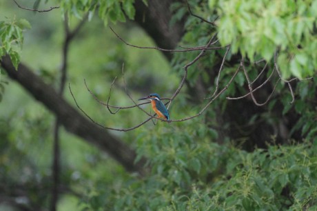 カワセミ