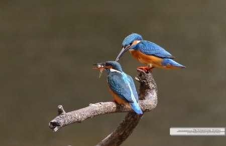 カワセミ Photography by Dr.Yoshiyuki Itatsu