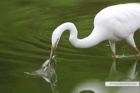 Photography by Dr.Yoshiyuki Itatsu