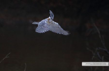 Photography by Dr.Yoshiyuki Itatsu
