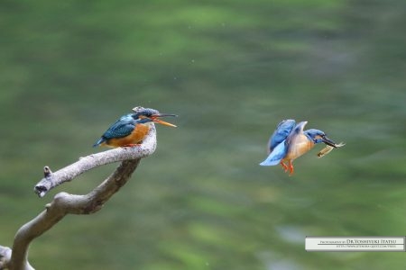Photography by Dr.Yoshiyuki Itatsu