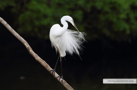 Photography by Dr.Yoshiyuki Itatsu