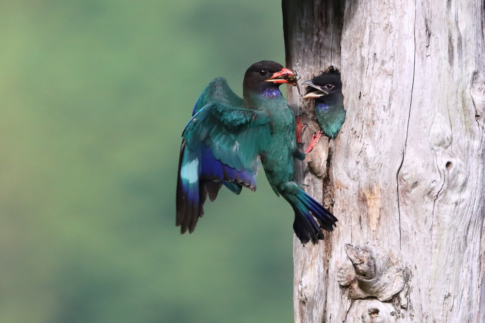 Photography by Dr.Yoshiyuki Itatsu