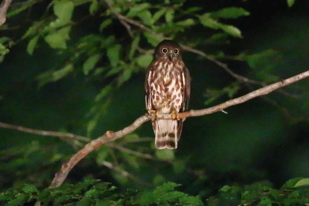 Photography by Dr.Yoshiyuki Itatsu