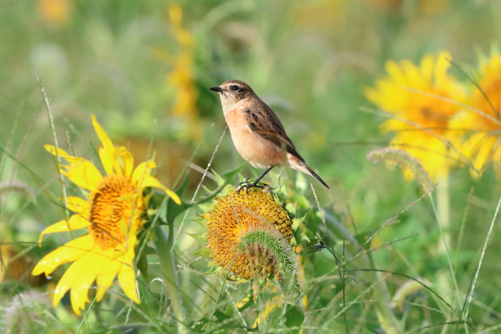 Photography by Dr.Yoshiyuki Itatsu