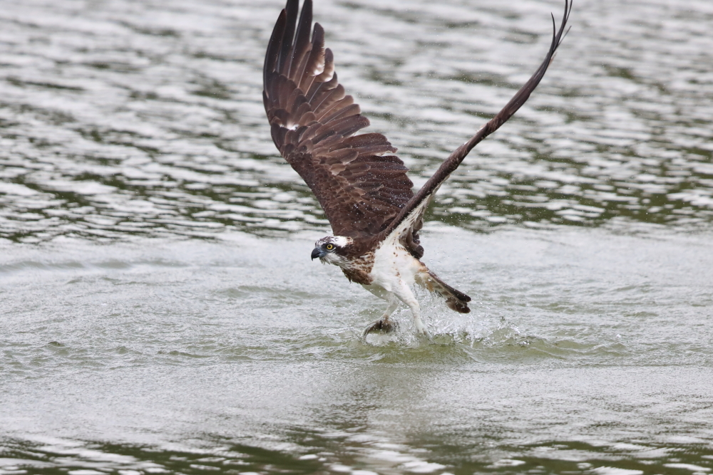 Photography by Dr.Yoshiyuki Itatsu