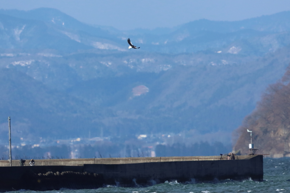 Photography by Dr.Yoshiyuki Itatsu